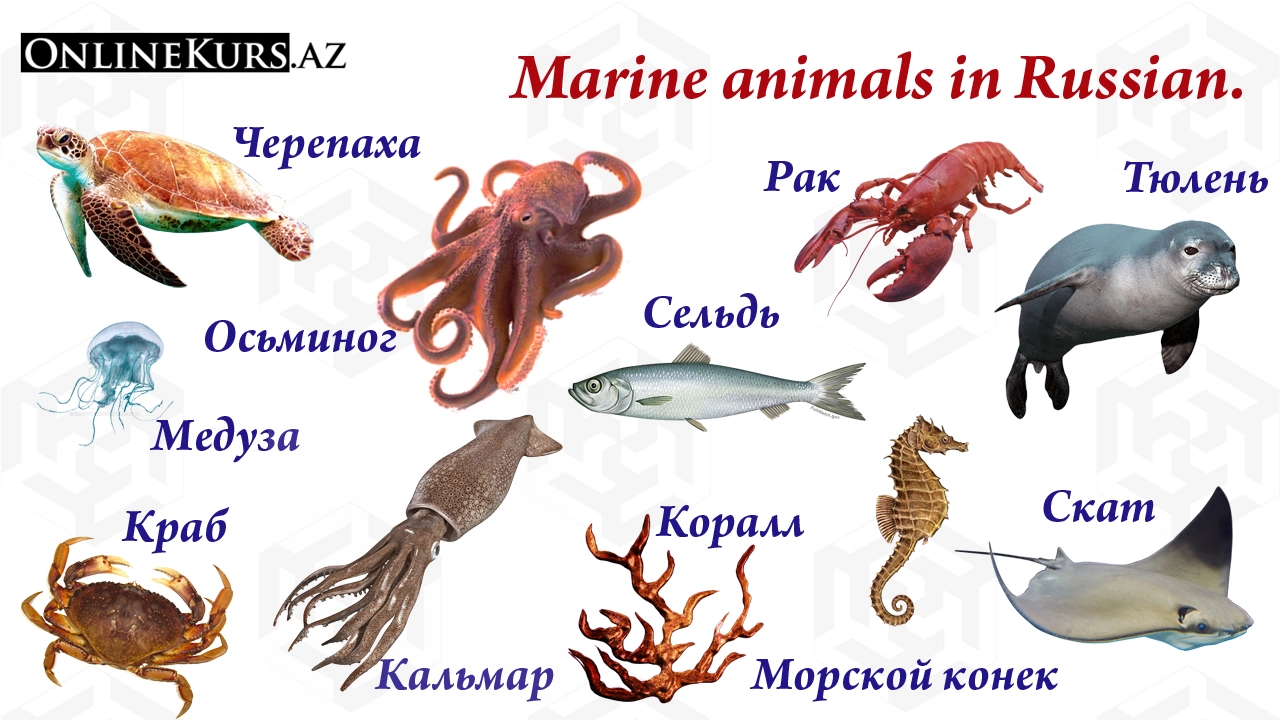 Marine animals in Russian