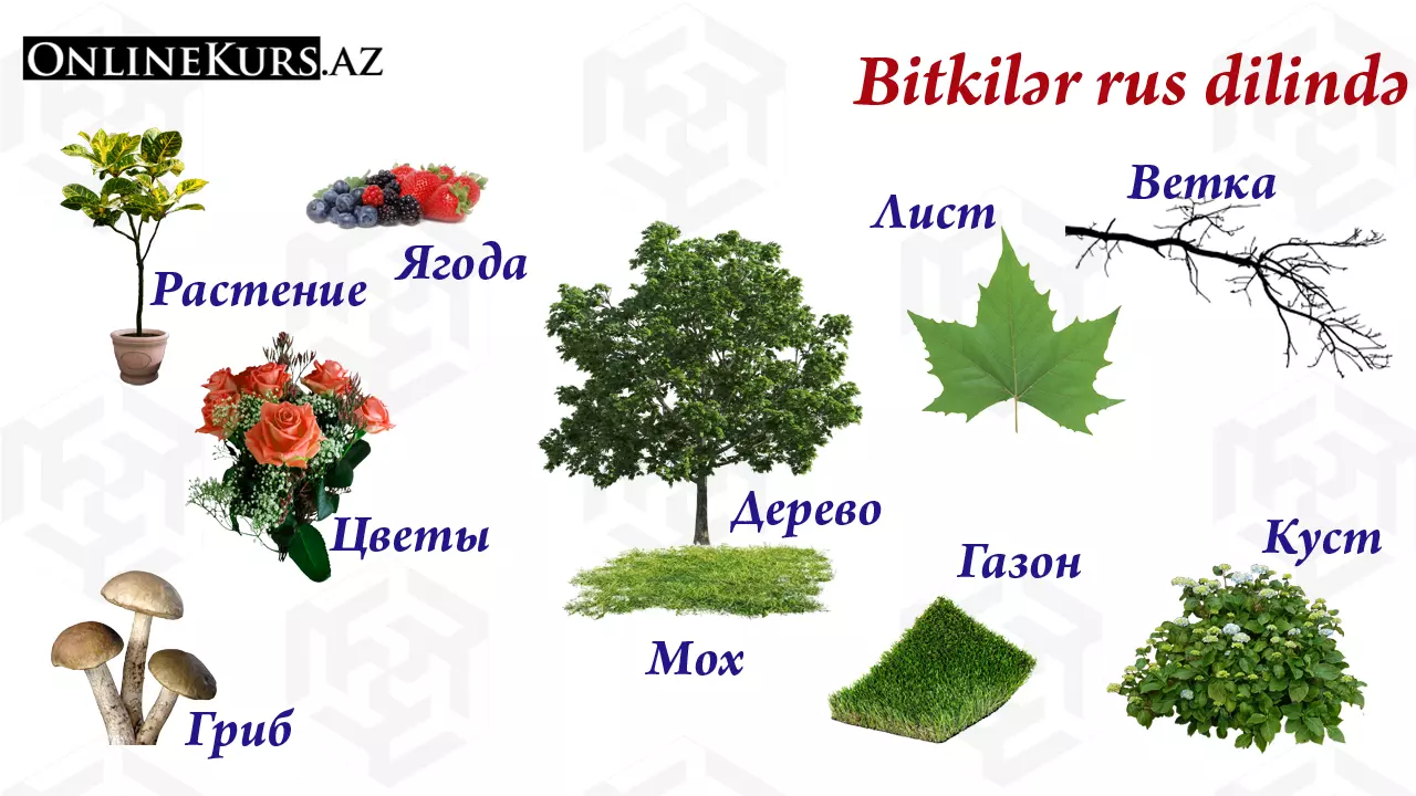 Bitkilərin rus dilində adları