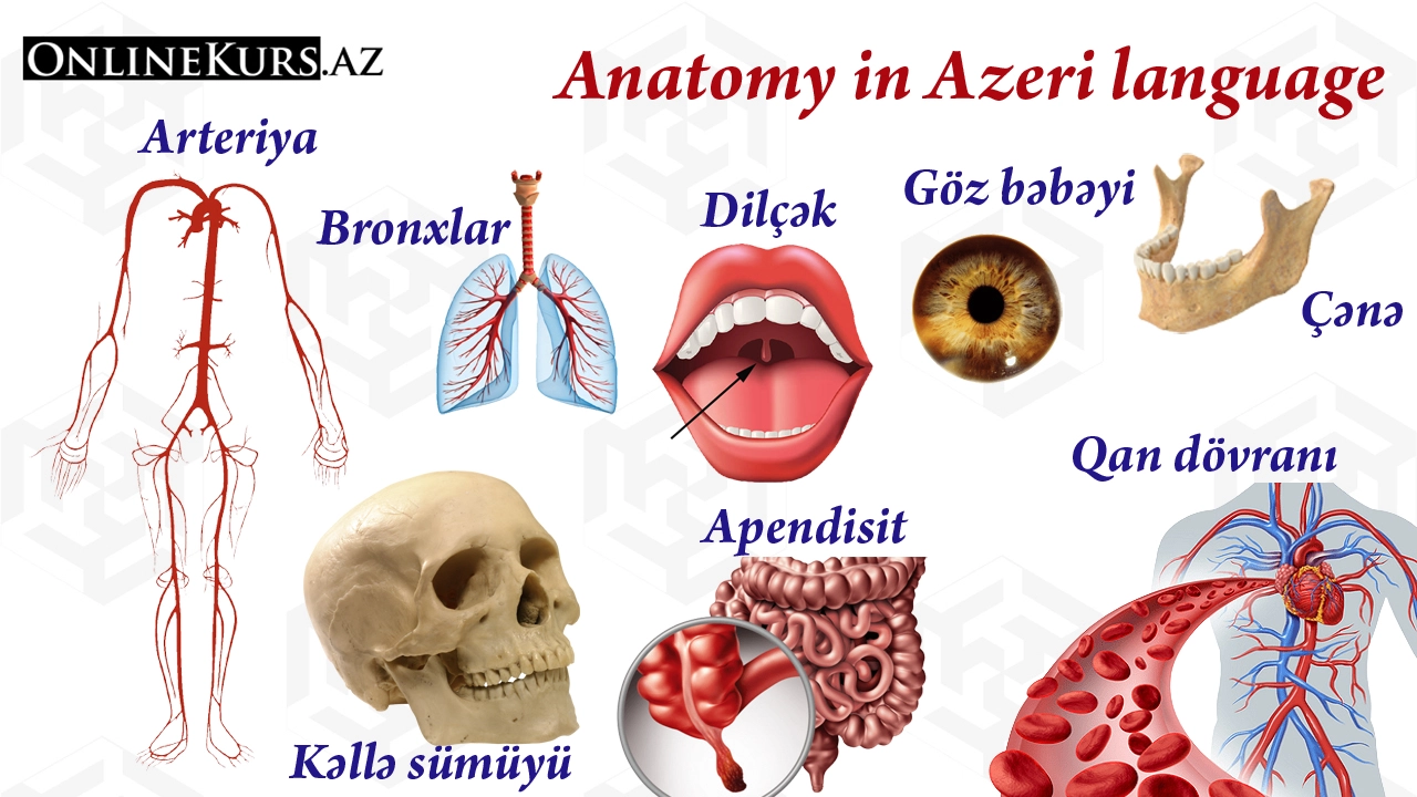 words on anatomy in Azerbaijani