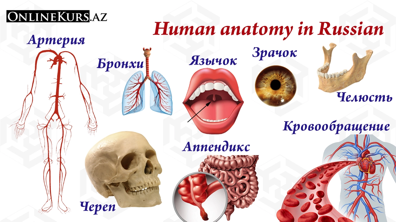Human anatomy in Russian