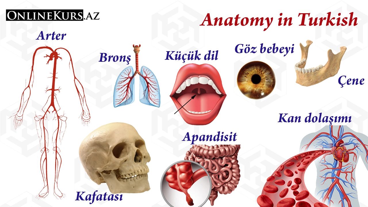 Human anatomy in Turkish