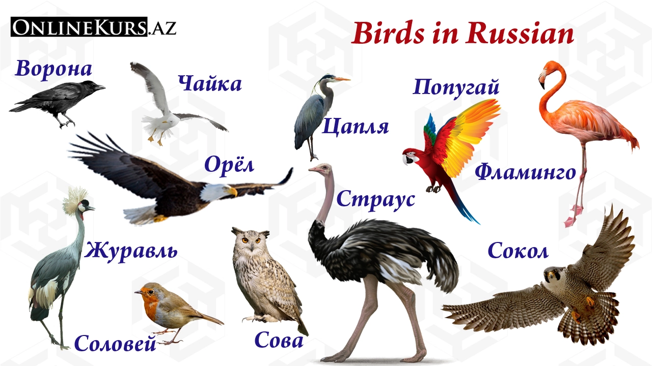 The names of birds in Russian