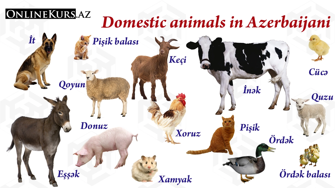 Domestic animals in the Azerbaijani language