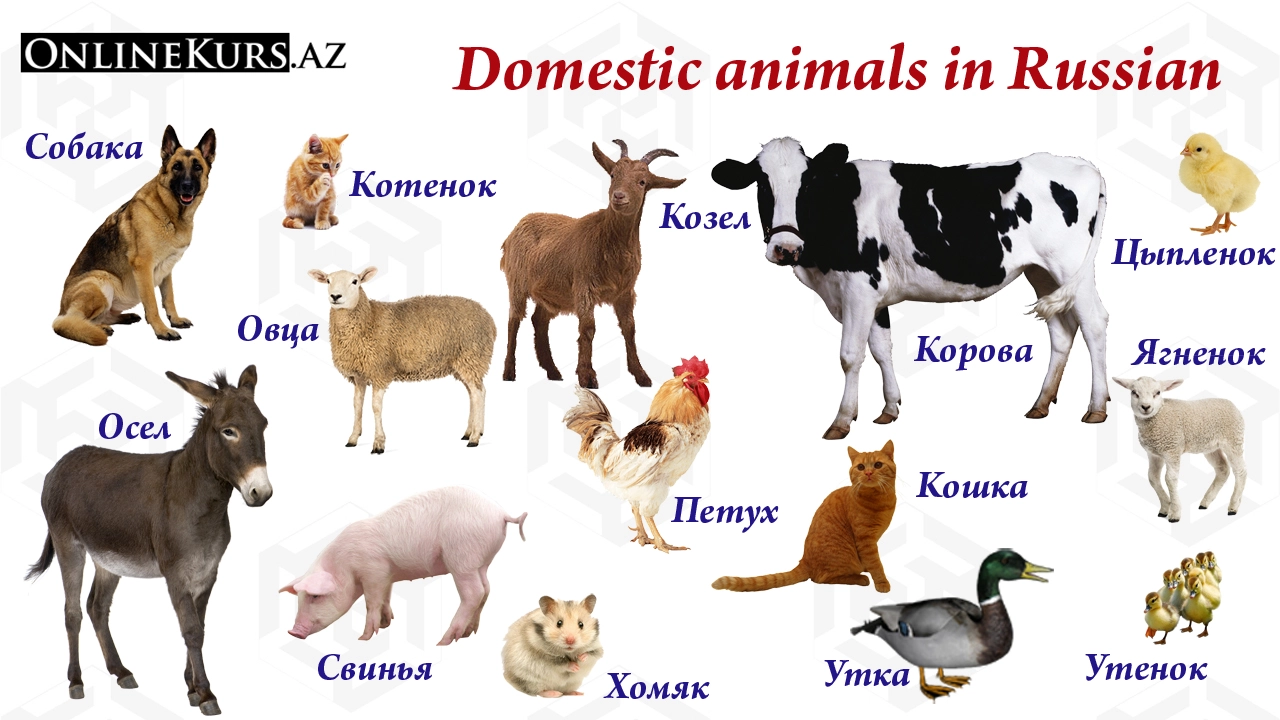 The names of domestic animals in Russian