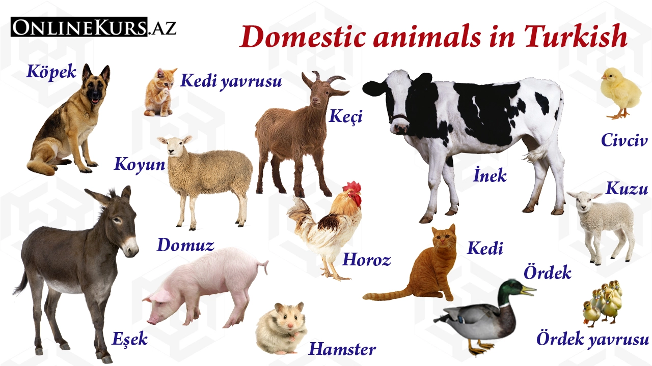 Names of domestic animals in Turkish