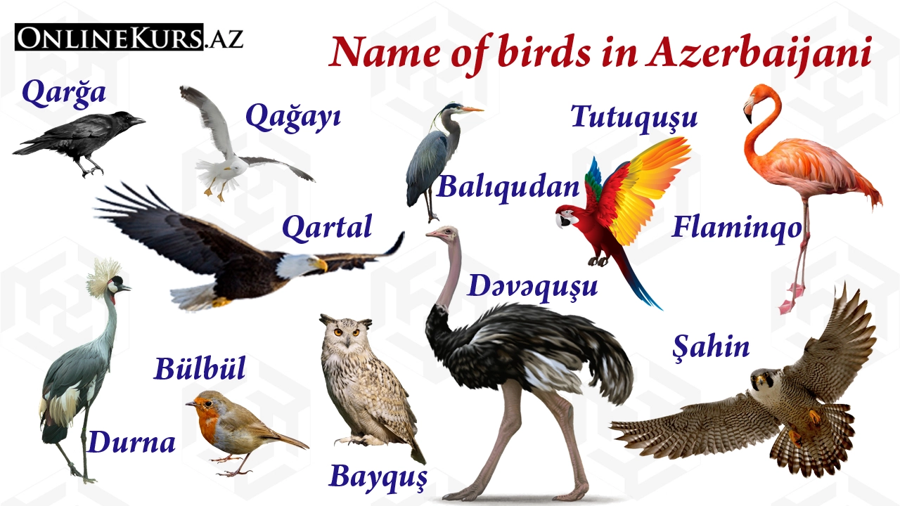 Names of birds in the Azerbaijani language