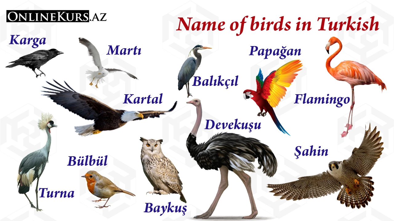 The name of the birds in Turkish