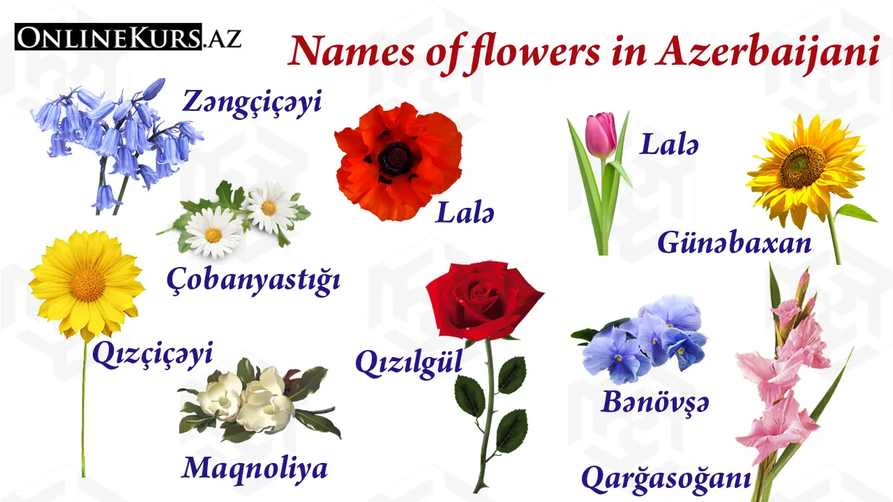 Names of the flowers in the Azerbaijani language