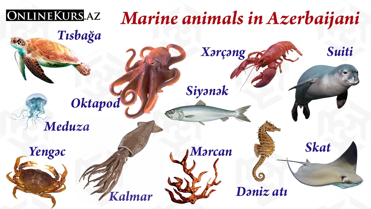 Names of sea animals in the Azerbaijani language