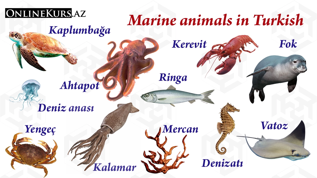 Marine animals in Turkish