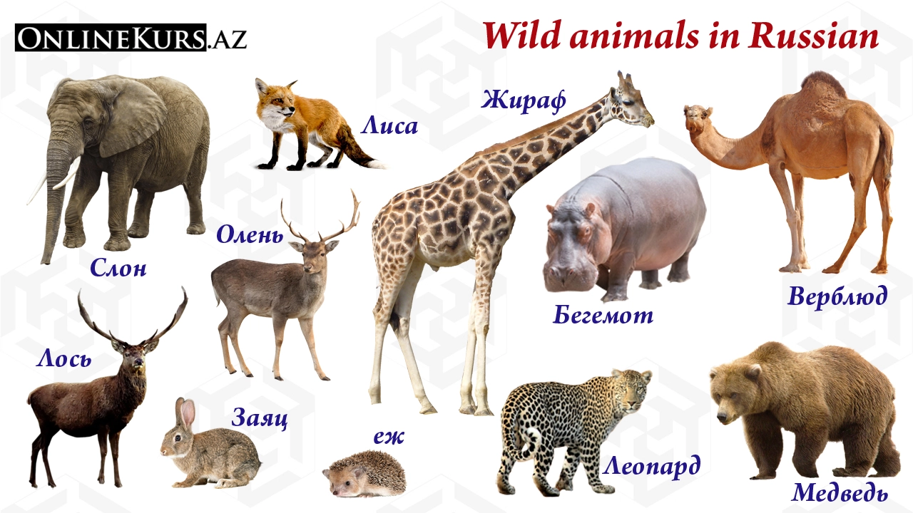 The names of wild animals in Russian