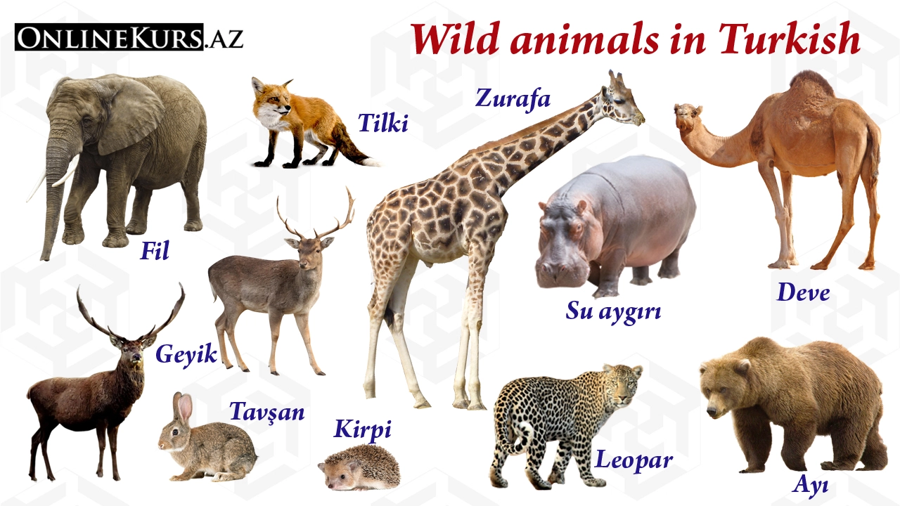 Wild animal names in Turkish