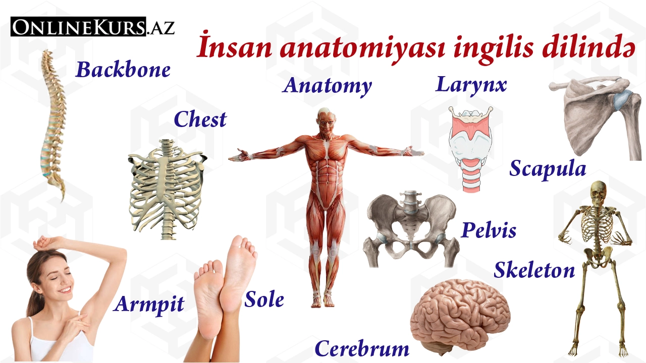 İngilis dilində insan anatomiyası