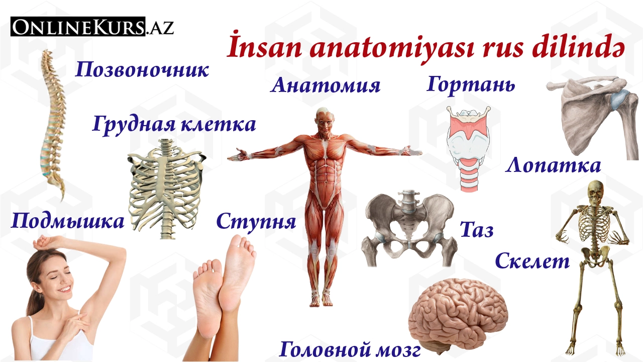 Anatomiya rusca