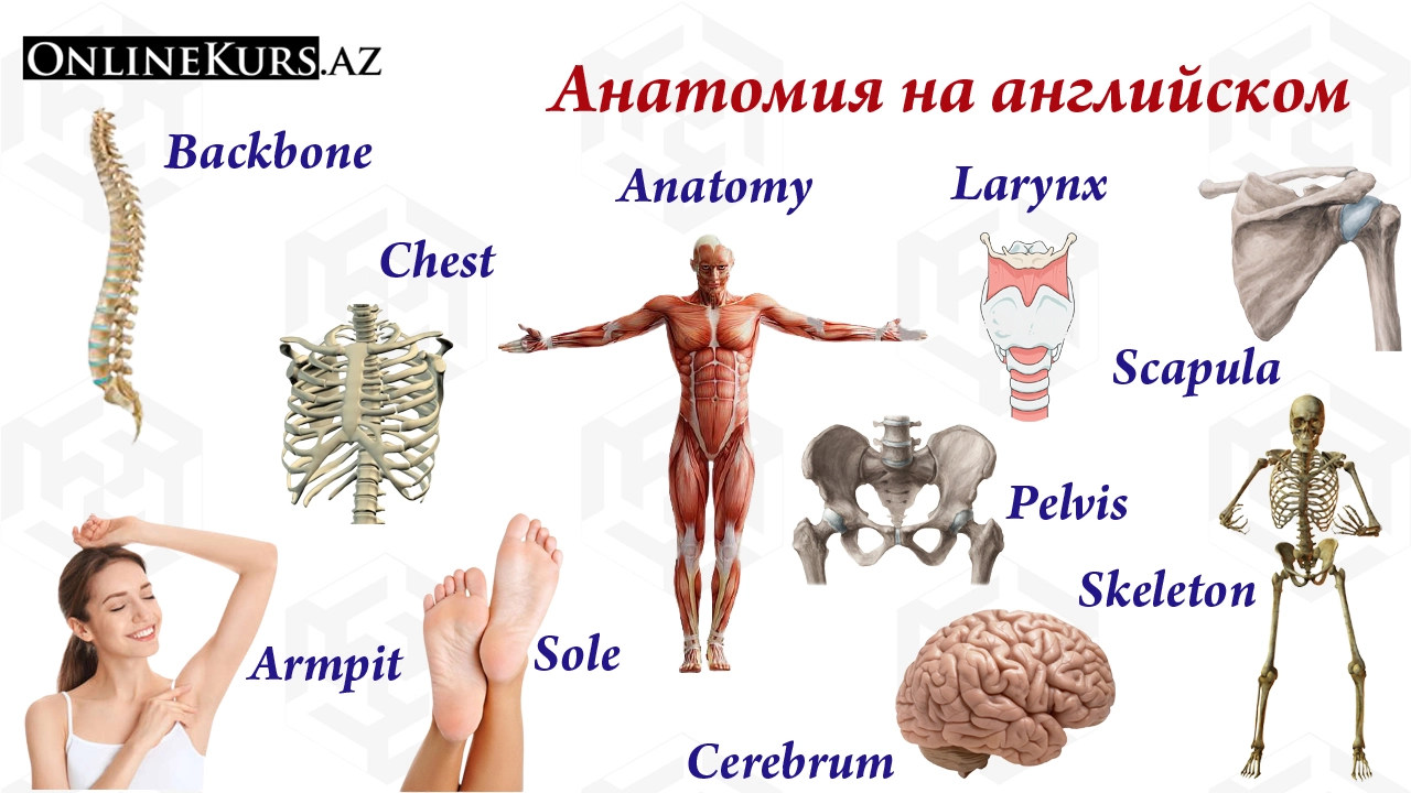Слова на английском по теме анатомия человека
