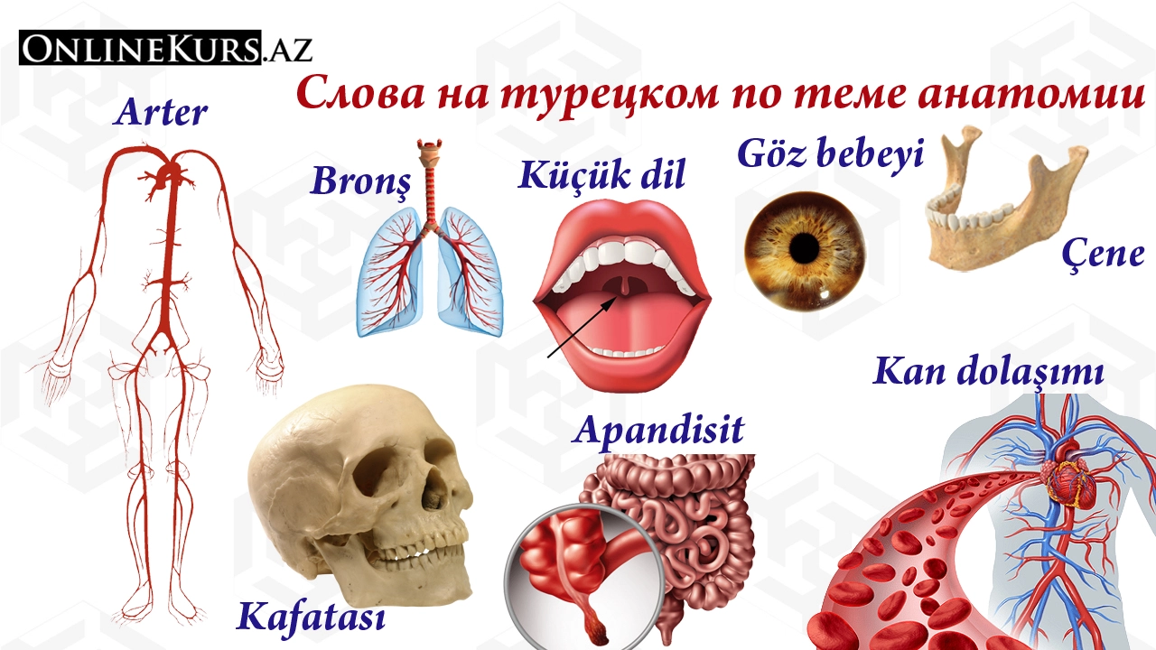 Слова на турецком языке по анатомии