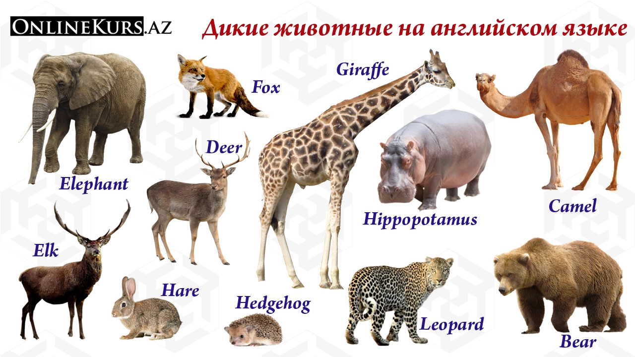 Имена диких животных на английском языке