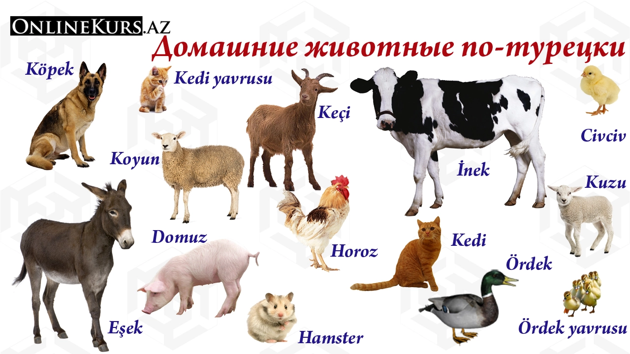 Домашние животные по-турецки