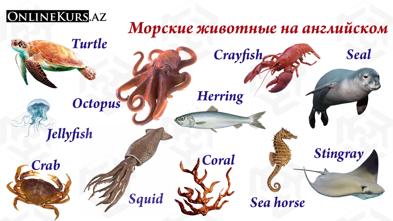 Морские животные
