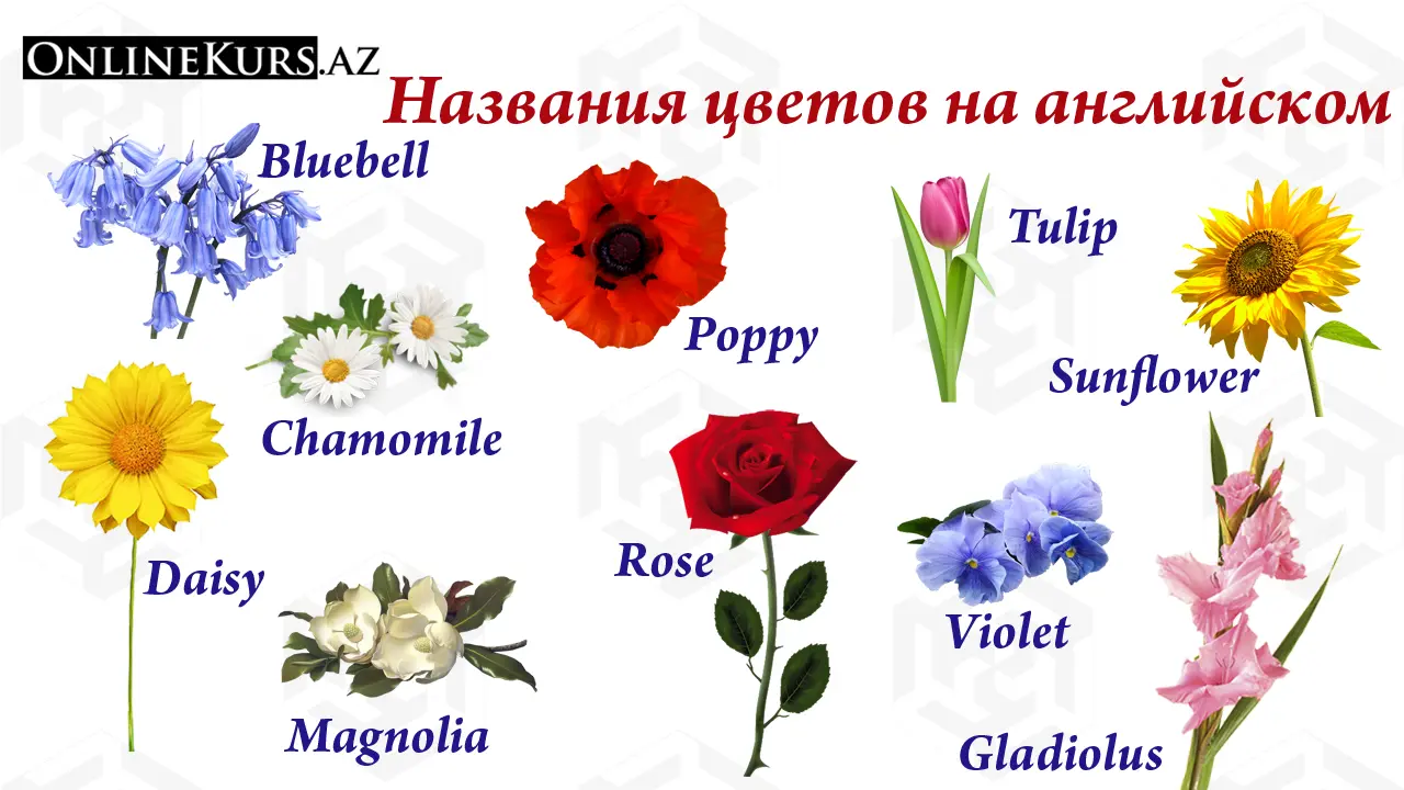 названия цветов по-английски