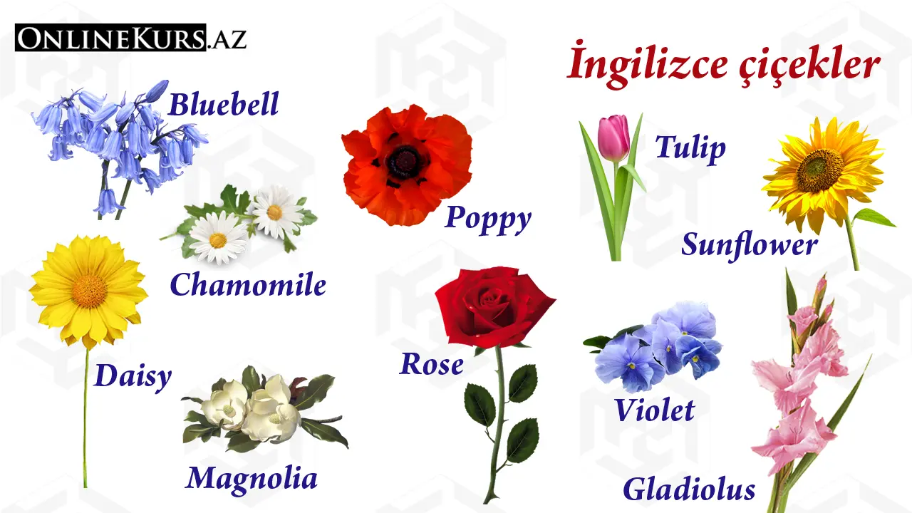 İngilizce çiçek isimleri