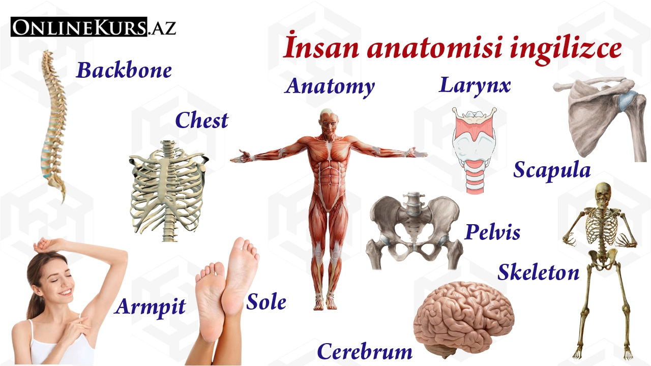 İngilizce insan anatomisi sözlüğü