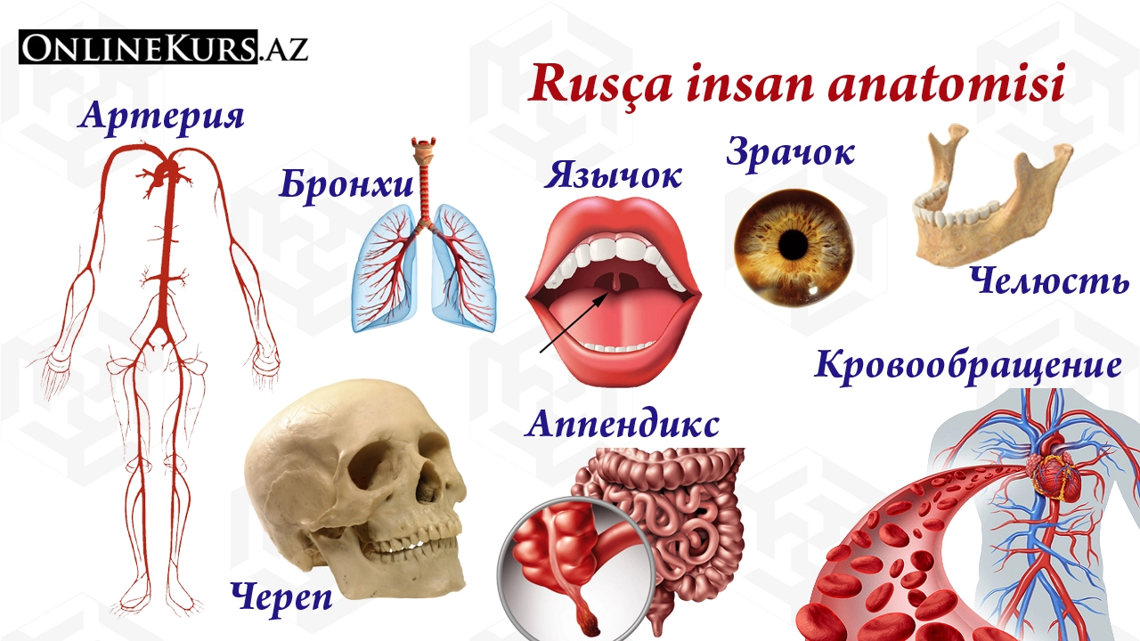 Rusça Anatomi