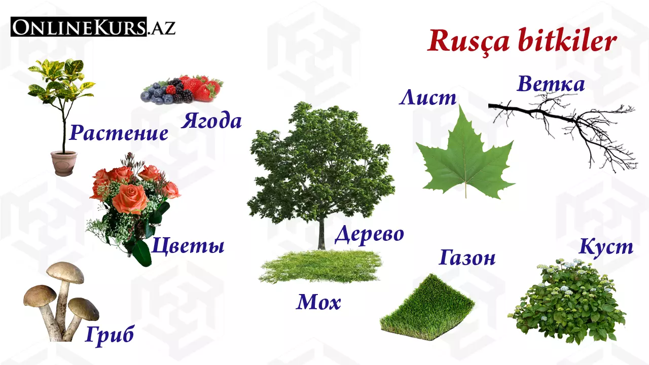 Rusça bitki isimleri