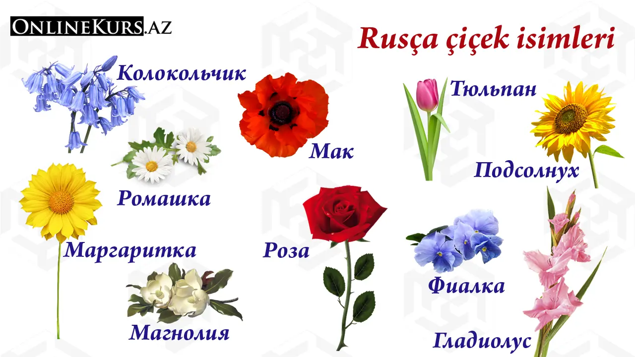 Rusça çiçek isimleri