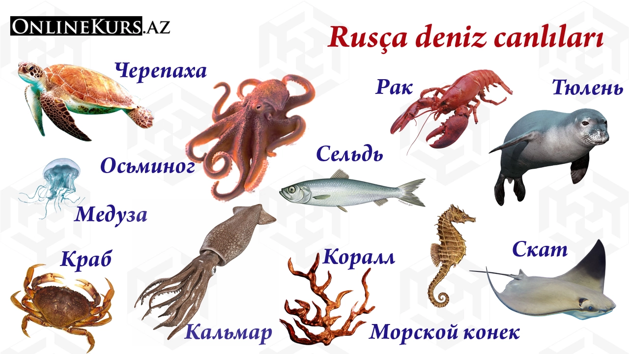 Rusça deniz canlılarının isimleri