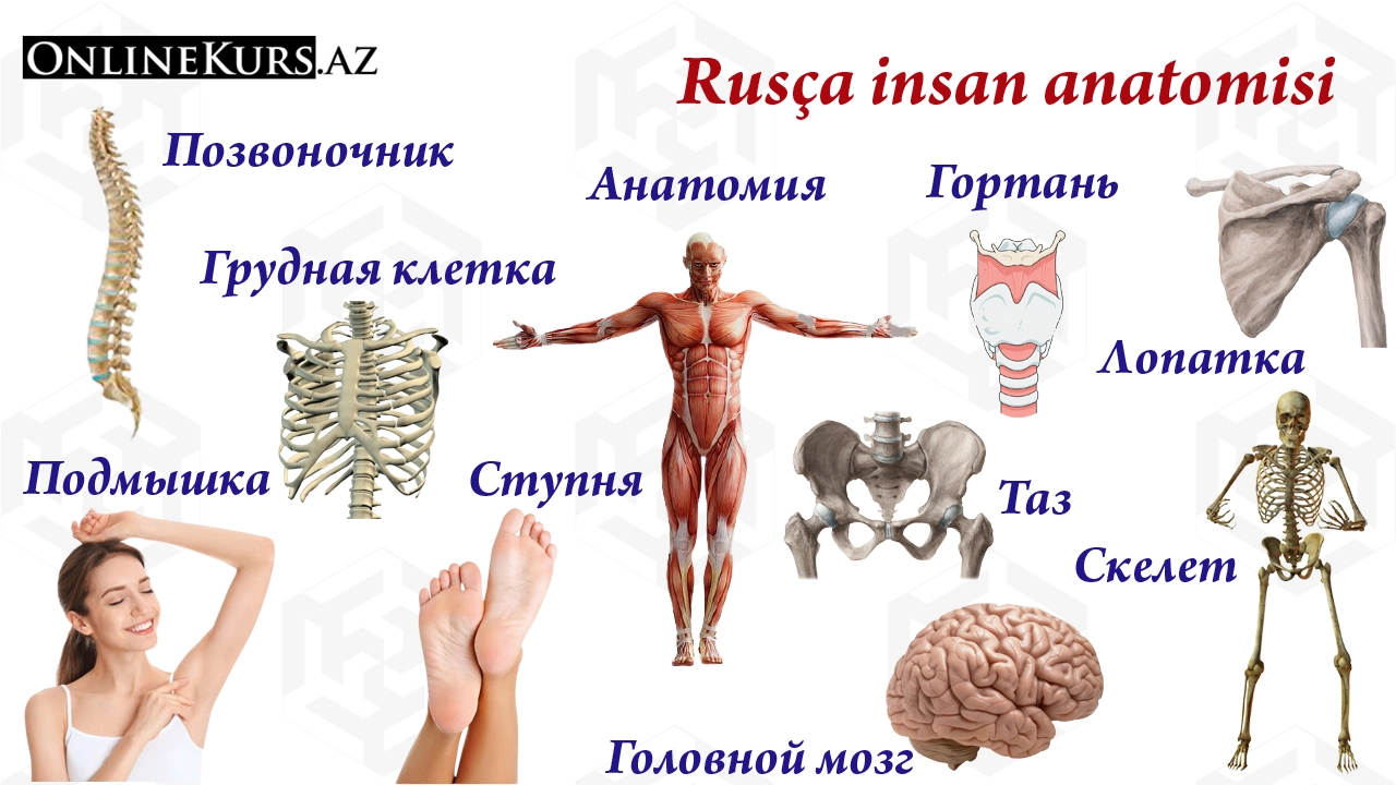 İnsan anatomisi Rusça'da