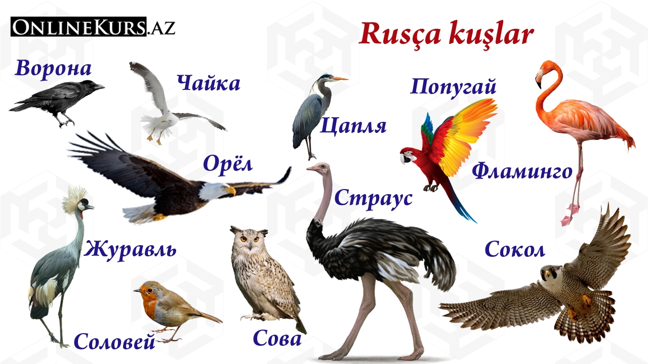 Rusça kuşların isimleri