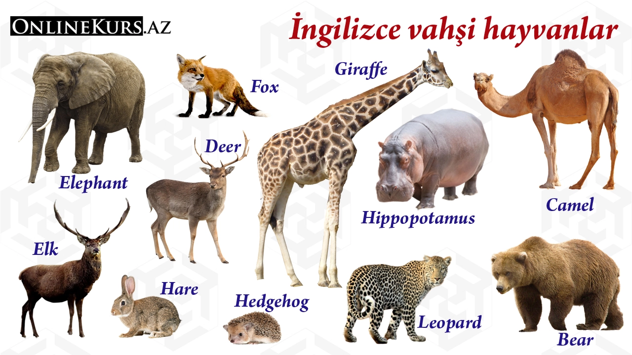 Vahşi hayvanlar konusunda İngilizce öğretici kelimeler ve çevirileri