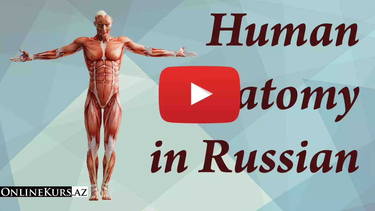 Words in Russian about human anatomy