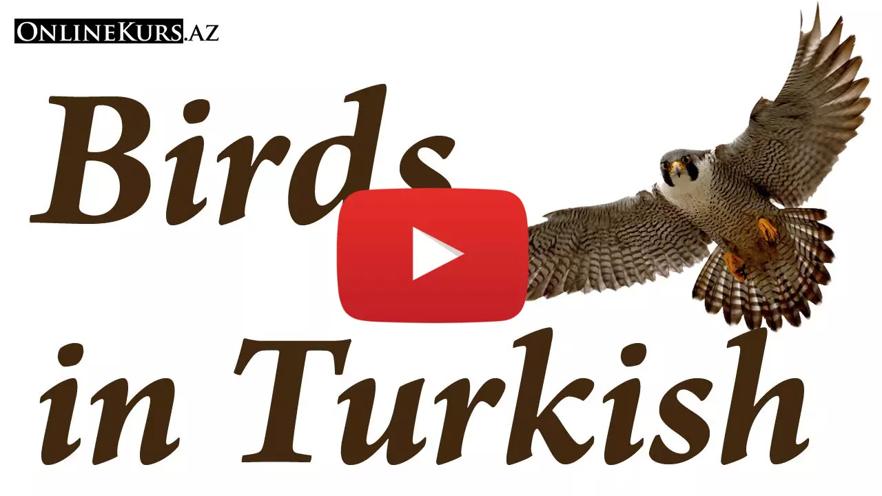 Names of birds in Turkish