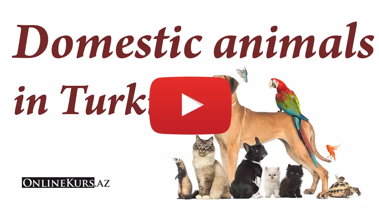 Farm animals in Turkish