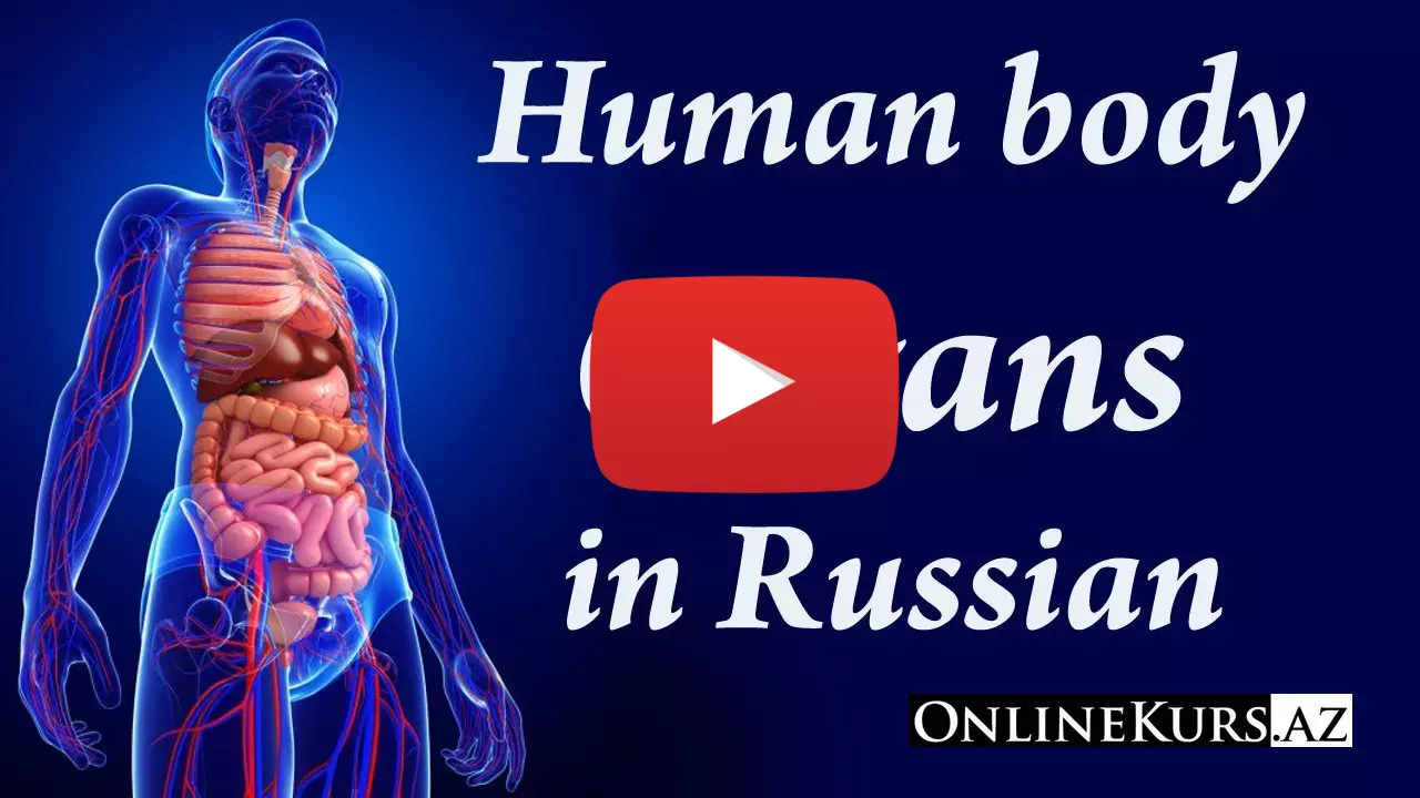 Organs of human in Russian