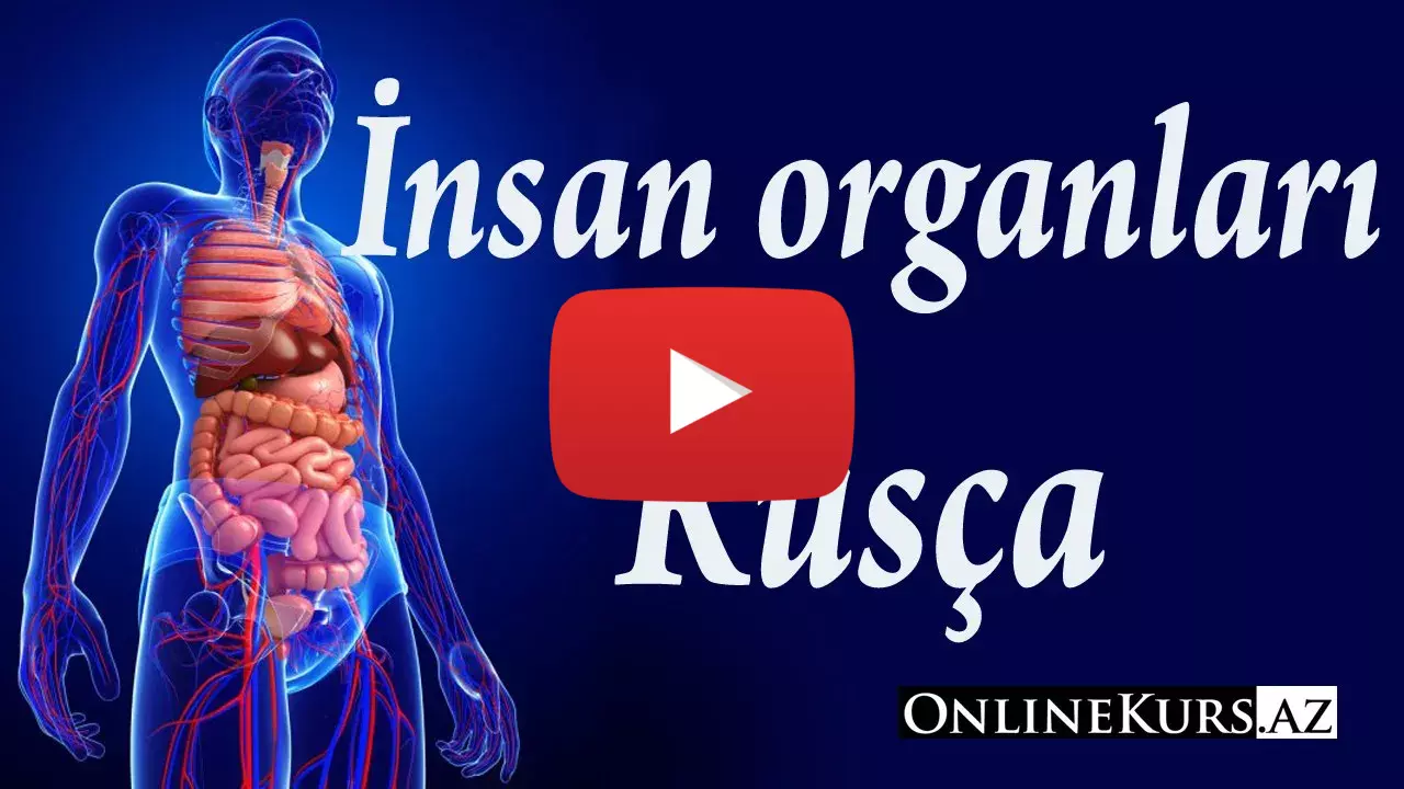 rusça insan organları