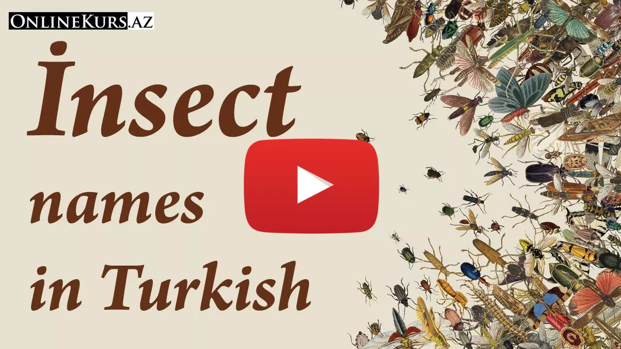 Names of insects in Turkish