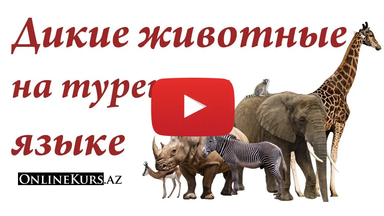 Названия диких животных на турецком языке