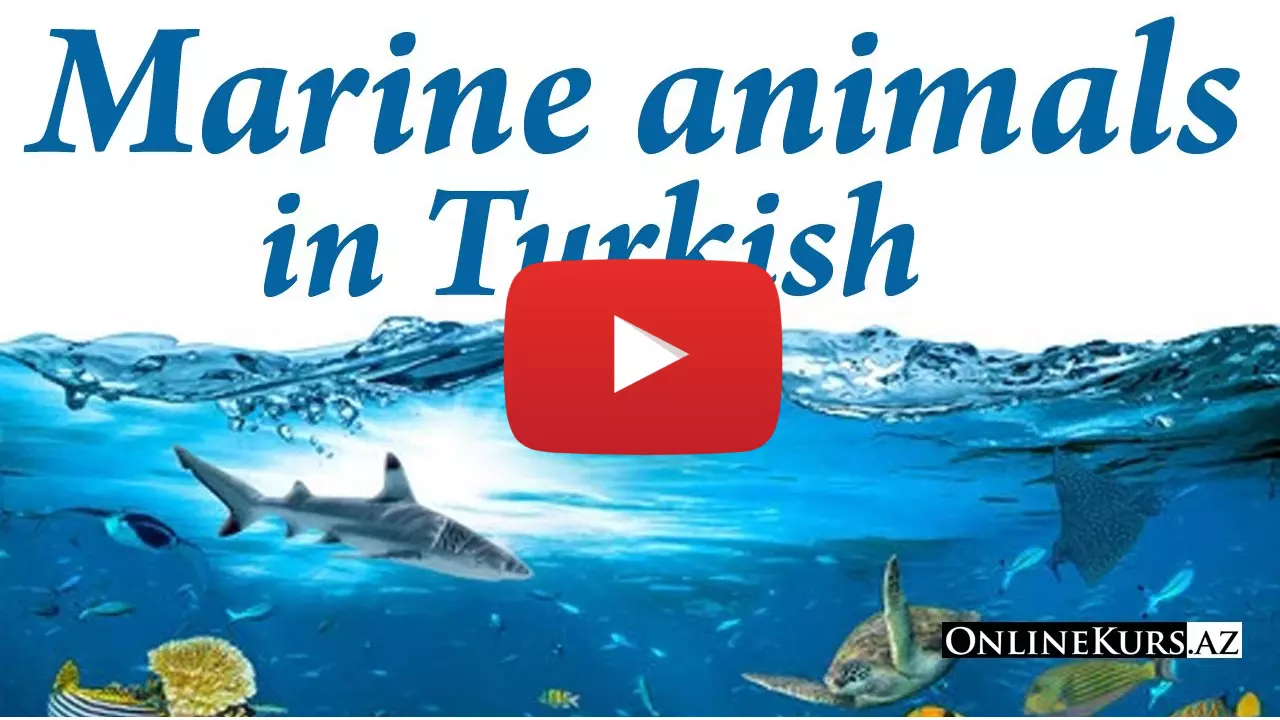 Sea animals in Turkish