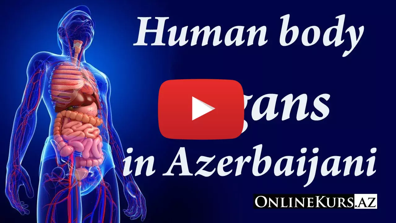 Human organs in Azerbaijani