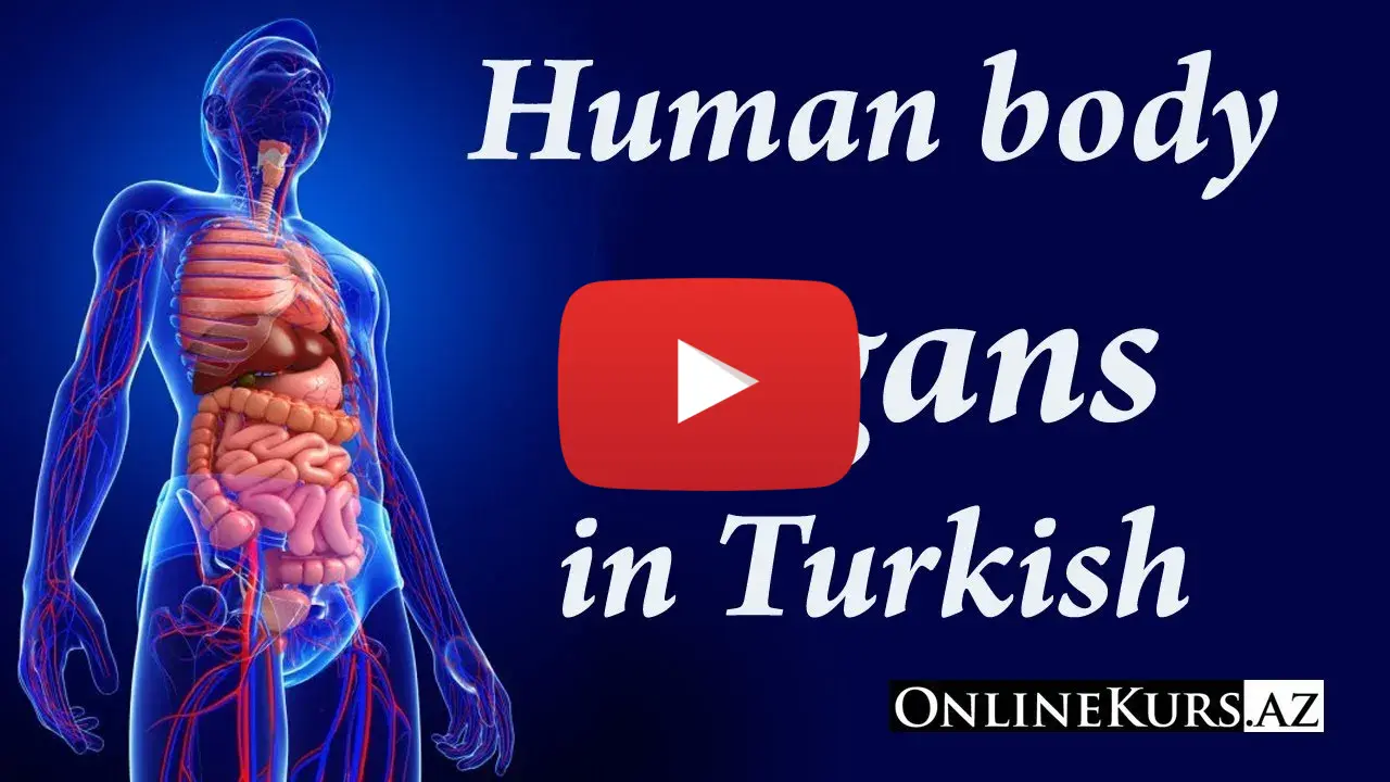 Human organs in Turkish
