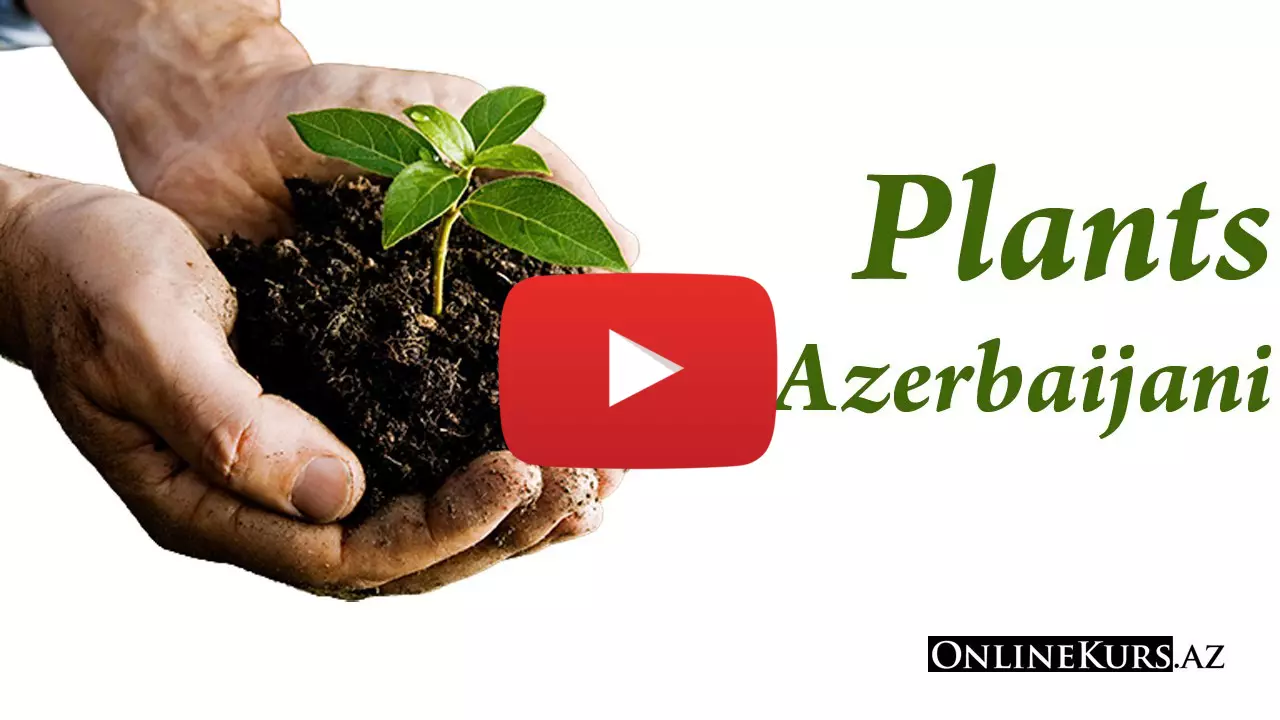 Plant names in Azeri language