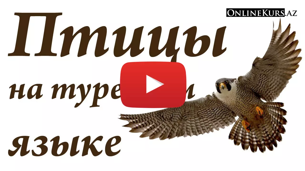 Названия птиц на турецком языке