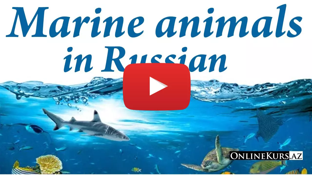 Sea animals in Russian